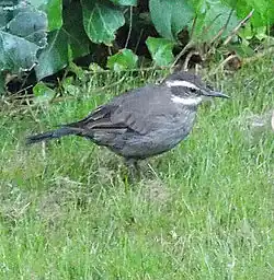 Cinclode d'Oustalet (Cinclodes oustaleti)