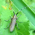 Agapanthia villosoviridescens (De Geer, 1775)