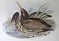 Illustration de John Gould