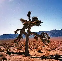 L'arbre de Josué ayant servi pour la pochette de l'album.
