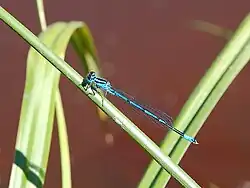 Coenagrion puella.