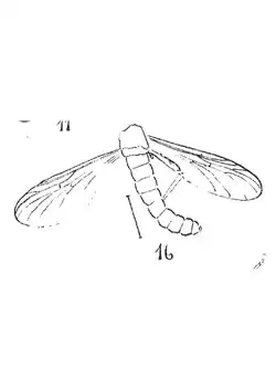 Plecia subterranea mâle holotype R868 p. 233 pl. XVII.