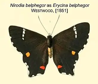 Description de l'image NirodiaBelphegorWestwood1851OD.JPG.