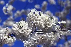 Fleur de cerisier.