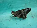 Papillon.