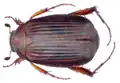 Coléoptère Gastroserica dembickyi