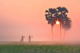 Petit matin brumeux dans le parc écologique de Borshijora&nbsp;(bn), district de Maulvi Bazar, décembre 2017.