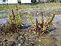Rumex maritimus