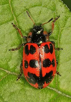 Chrysomela interrupta.