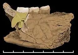Le fossile BH-1, fragment de mandibule de Mala Balanica découvert en 2008