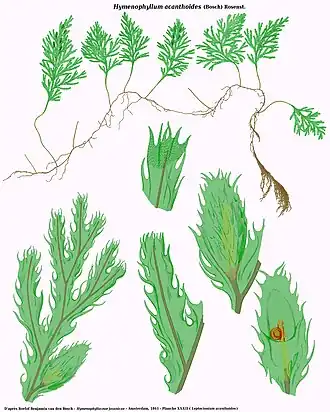 Description de l'image Hymenophyllum acanthoides.jpg.