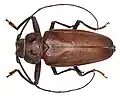 Ergates faber (Ergate forgeron) (Linnaeus, 1767)