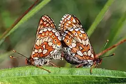 Accouplement