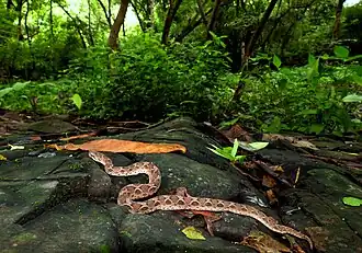 Echis carinatus ne vit pas que dans les régions arides.