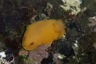 Doriopsilla albopunctata