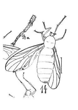Plecia dilatativentris.