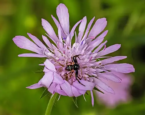 Synema globosum devant son nid