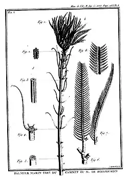 1re partie[58], pl. 1