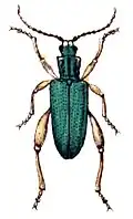 Donacia clavipes.