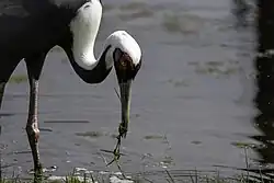 Photographie d'une Grue debout dans l'eau, la tête penchée vers le bas, avec des végétaux dans le bec.