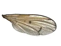 Tetanocera ferruginea - aile.