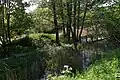 Marais de Jette au parc.