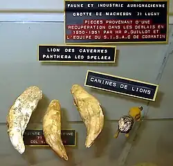 Canines de lion des cavernes provenant de la grotte de Macheron (musée des grottes d'Azé, 2004).
