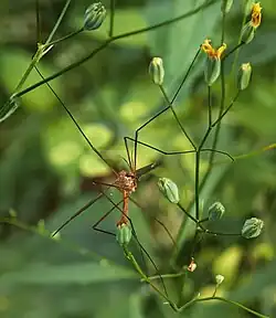 Tipula lunata male sur Lapsana communis