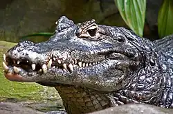 Caïman jacara ou Caiman negro