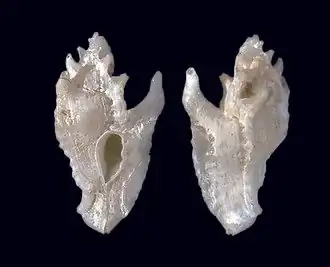 Description de l'image Tripterotyphis tenuis (MNHN-IM-2000-35167).jpeg.