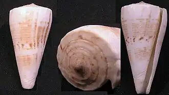 Description de l'image Conus urashimanus.jpg.