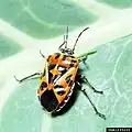 Murgantia histrionica