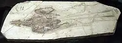 Spécimen de Confuciusornis sanctus exposé au musée.