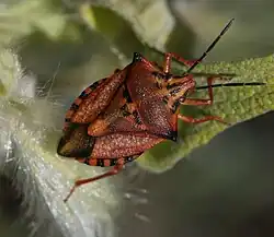 Carpocoris mediterraneus