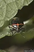 Cosmopepla lintneriana
