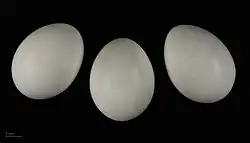 Photographie de 3 œufs blancs.