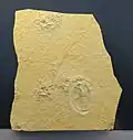 † Palaeoheteroptera lapidaria, considérés comme une Naucoris, du Tithonien (env. -150 Ma).