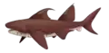 Dracopristis, un elasmobranche ctenacanthiforme.