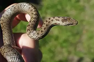 Individu clair à tâches rougâtres