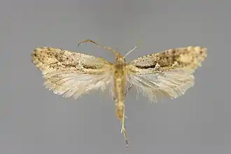 Rhigognostis incarnatella&nbsp;(en)
