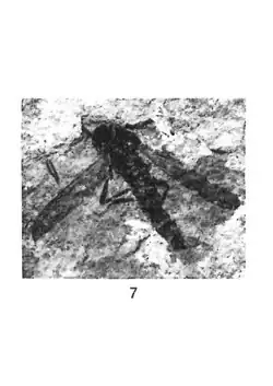 Plecia difficilis mâle Holotype éch R625 x3 p. 234, Pl. VI.