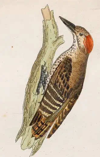 Description de l'image Dendropicus minutus - 1700-1880 - Print - Iconographia Zoologica - Special Collections University of Amsterdam - UBA01 IZ18700187 (cropped).tif.