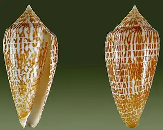Description de l'image Conus armadillo1.jpg.