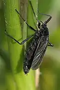 Penthetria funebris.