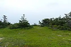 Forêt de conifères rabougris au sommet d'une dune