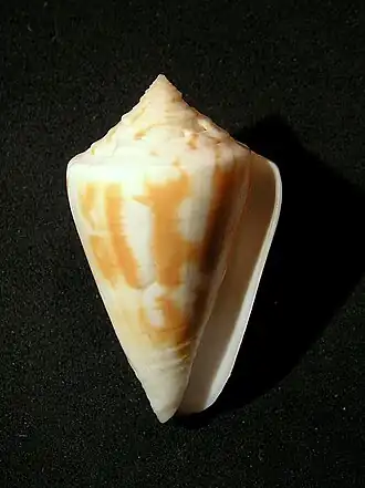 Description de l'image Conus kermadecensis 001.jpg.