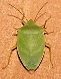Loxa flavicollis (Floride, États-Unis)