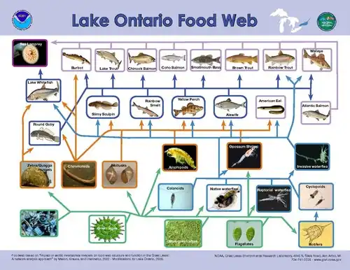 Graphique montrant le réseau trophique aquatique du lac Ontario avec des images des espèces
