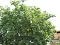 Arbre en fruits