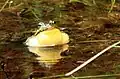 Grenouille verte